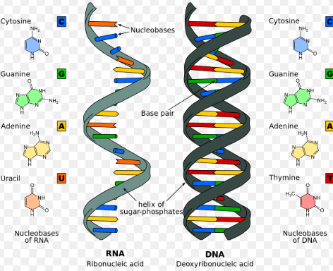 RNA˥ϵо,ŷڹ